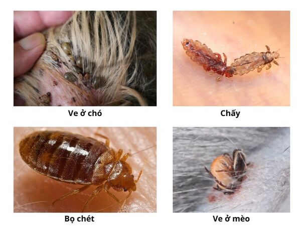 uploads2f20242f032f072f28f7b6dcf4c3c534bea6dcdcb2804f0a6996bfbf2fanh-mot-so-ky-sinh-trung-ben-ngoai-o-vat-nuoi-ma-hoat-chat-nitenpyram-dac-tri Anh-mot-so-ky-sinh-trung-ben-ngoai-o-vat-nuoi-ma-hoat-chat-Nitenpyram-dac-tri.jpg