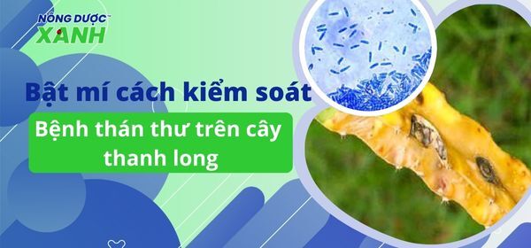Bật mí cách kiểm soát bệnh thán thư trên thanh long từ chuyên gia