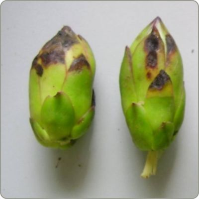 uploads2f20242f032f142f4ffbdd63adb96345b1a7e5978c9d3cd6814187db2fthan-thu-o-nu than-thu-o-nu.jpg