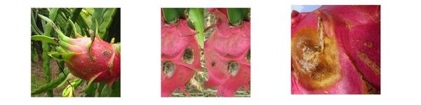 uploads2f20242f032f142f50b4f19407b739f9c9a19052786331228743277a2fthan-thu-tu-trai-thanh-long than-thu-tu-trai-thanh-long.jpg