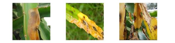 uploads2f20242f032f142ffc84871c243fbf7f102437dbd5811bf9d4cb79742fthan-thu-tu-canh-thanh-long than-thu-tu-canh-thanh-long.jpg