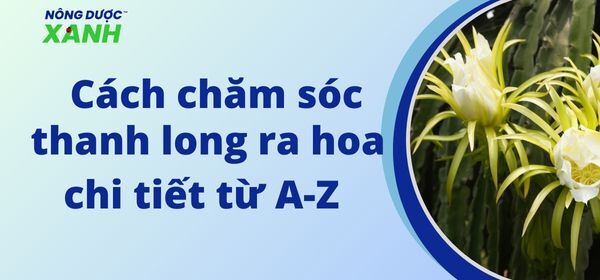Cách chăm sóc thanh long ra hoa chi tiết từ A-Z