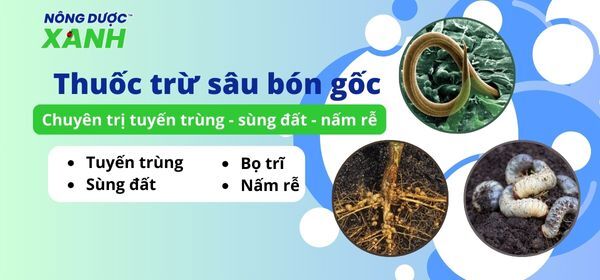 Thuốc trừ sâu bón gốc – Chuyên trị tuyến trùng, sùng đất, nấm rễ