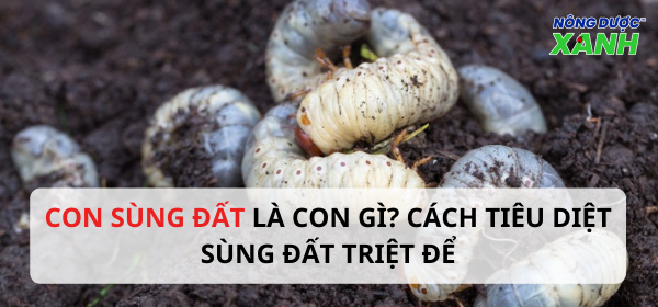 Con sùng đất là con gì? Cách tiêu diệt sùng đất triệt để