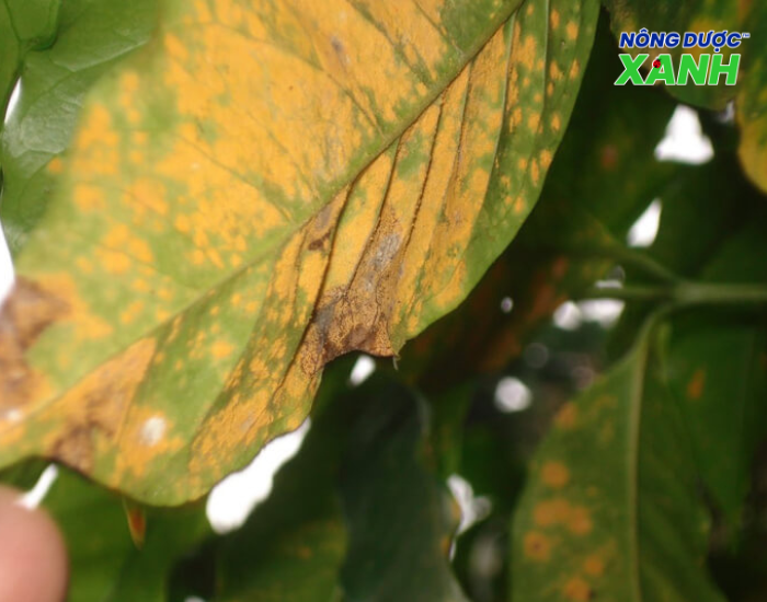 uploads2f20242f072f172f828f4e356990f6a012e685f30bedcc042cba93be2fdieu-kien-phat-sinh-benh-ri-sat dieu-kien-phat-sinh-benh-ri-sat.png