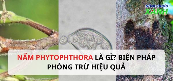 Nấm Phytophthora là gì? Biện pháp phòng trừ hiệu quả
