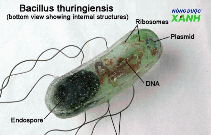 uploads2f20242f072f172fa0581dd0da8a0472401bea0c3c7241aa159df5a52fvi-sinh-vat-bt-diet-sau-pho-rong vi-sinh-vat-bt-diet-sau-pho-rong.jpg