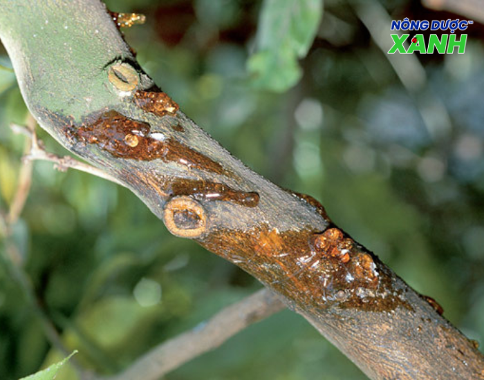benh-nut-than-chay-nhua-tren-cay-trong.png