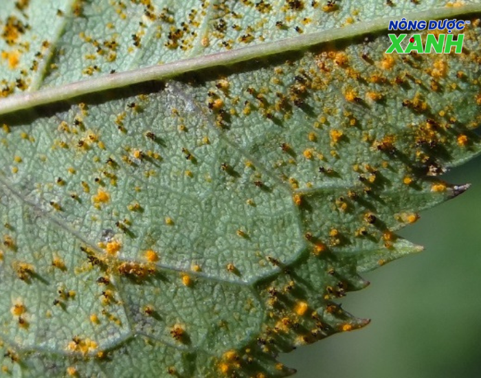 uploads2f20242f072f172fdfe8da68026b6bd60ed3aeb74c6a28cb658c299d2fnguyen-nhan-gay-benh-ri-sat nguyen-nhan-gay-benh-ri-sat.png