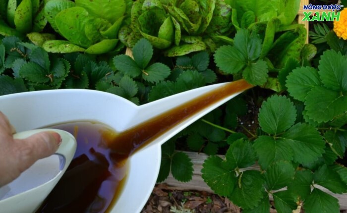 uploads2f20242f072f212f15ea8fafc529fa28000a2e035d2cefb32156c84c2fnhung-dieu-luu-y-khi-su-dung-dich-trun-que-cho-cay-trong nhung-dieu-luu-y-khi-su-dung-dich-trun-que-cho-cay-trong.jpeg