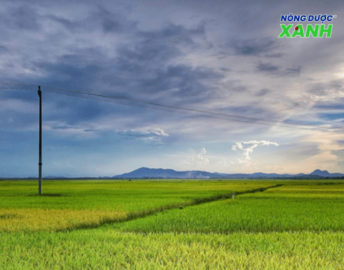 uploads2f20242f072f212f618091186c3a8d4f5ae0a3b6b741752a0e1bf5332fphun-thuoc-tru-sau-luc-troi-mat phun-thuoc-tru-sau-luc-troi-mat.png