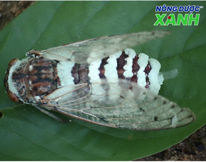 uploads2f20242f072f212f69b019b39348c9872569c415c4207fd071483d252fnam-metarhizium-anisopliae-ky-sinh-con-trung nam-metarhizium-anisopliae-ky-sinh-con-trung.jpg
