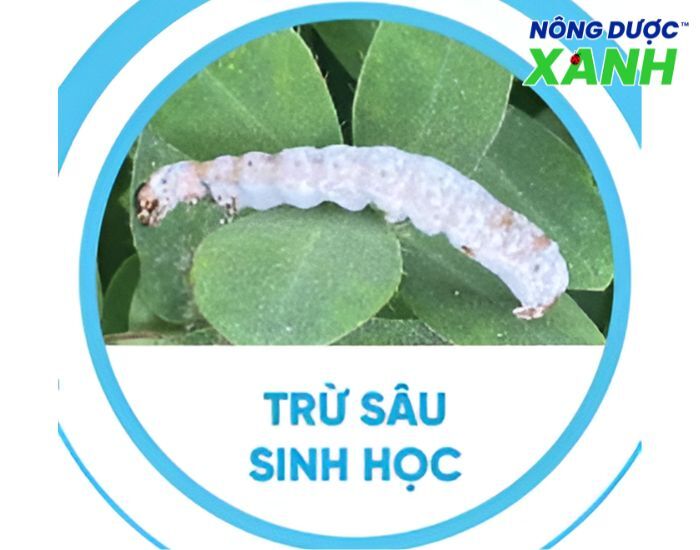 uploads2f20242f072f212f7940e18ee85dd453c5656414d71d076972f857a82fco-che-tac-dung-thuoc-tru-sau-sinh-hoc co-che-tac-dung-thuoc-tru-sau-sinh-hoc.jpg