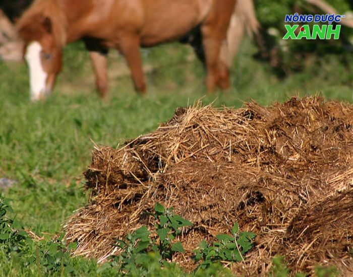 uploads2f20242f072f212fa4704d51a8b6d9b37994c29599fa75b2e5095e932fphan-chuong-chua-nhieu-sau-bo phan-chuong-chua-nhieu-sau-bo.jpg