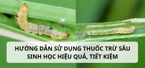 Cách sử dụng thuốc trừ sâu sinh học đơn giản hiệu quả