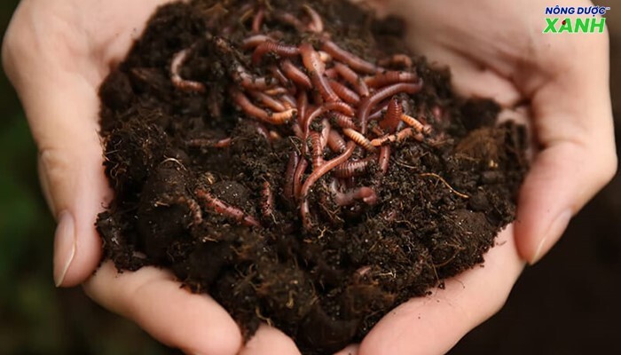 uploads2f20242f072f212fe221712d1b96493830c584e283f813d689169f602fdich-trun-que-hieu-qua-cho-cay-tot-cho-dat dich-trun-que-hieu-qua-cho-cay-tot-cho-dat.jpg