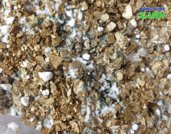 uploads2f20242f072f212ff1ba1b556a48df494cffd27cf1e99beb84ed9a6d2ftrichoderma-cai-thien-moi-truong-dat trichoderma-cai-thien-moi-truong-dat.png