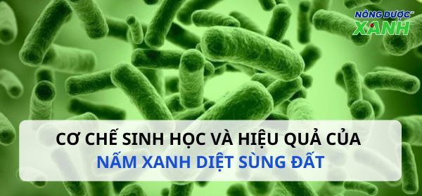 Cơ chế sinh học và hiệu quả của nấm xanh diệt sùng đất