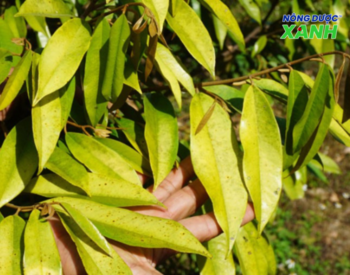 uploads2f20242f072f212ffe865a988e8fd632526bf5e4c47434eef3d746952fnhom-thuoc-tru-sau-pho-bien nhom-thuoc-tru-sau-pho-bien.png