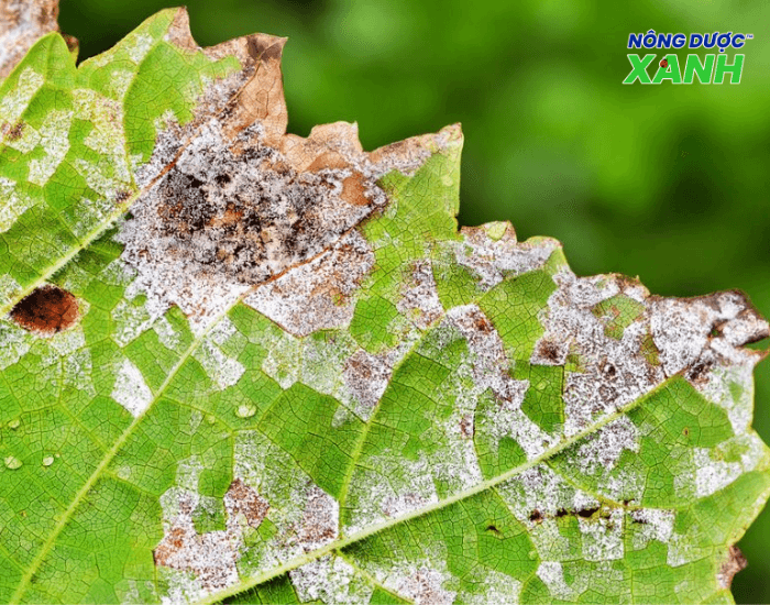 uploads2f20242f072f222f0deb6cd1dd58c041e5a075cdb74829dc7cec415e2fbenh-suong-mai benh-suong-mai.png