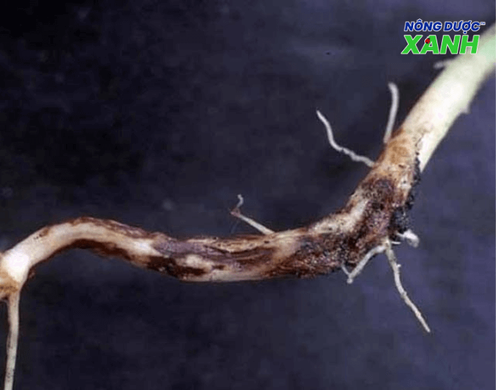 uploads2f20242f072f222f8ed33ff1d2f7436dd45fbd674d065bb93722f27d2fbieu-hien-benh-thoi-co-re bieu-hien-benh-thoi-co-re.png