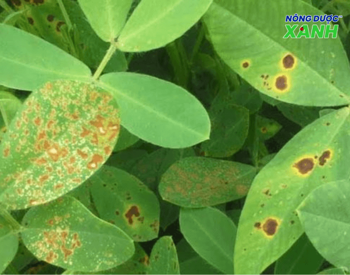 uploads2f20242f072f222fd9da742b86fc59e7e2b8a7a7c564839a54f7d79b2fdau-hieu-cay-nhiem-benh dau-hieu-cay-nhiem-benh.png