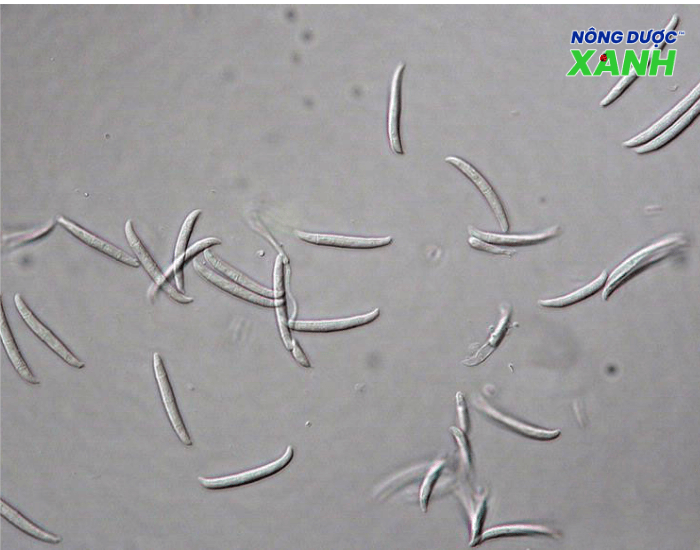 uploads2f20242f072f222fe9b71a5c6356ef2a9e7e2cbedda12f24c88f97872fnam-fusarium nam-fusarium.png