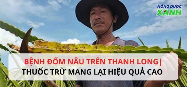 Bệnh đốm nâu trên thanh long| Thuốc trừ mang lại hiệu quả cao