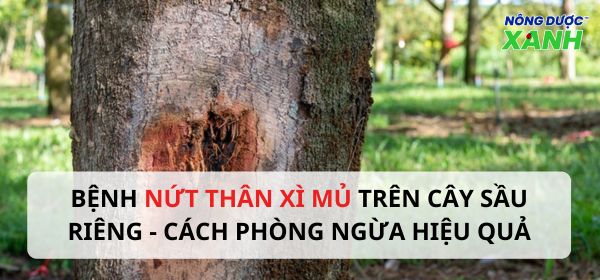 Bệnh nứt thân xì mủ – Cách phòng ngừa hiệu quả