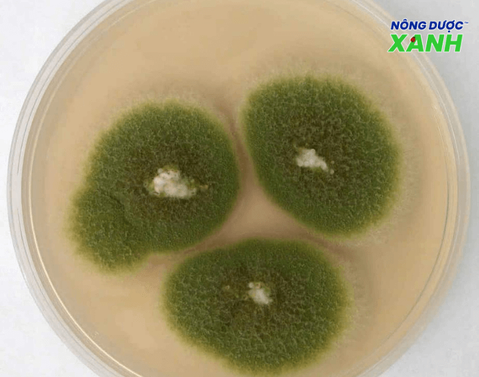 uploads2f20242f082f022f1272b29adb06b9e143fa80b2e3f8c22c121ac26d2fnam-doi-khang-aspergillus nam-doi-khang-aspergillus.png