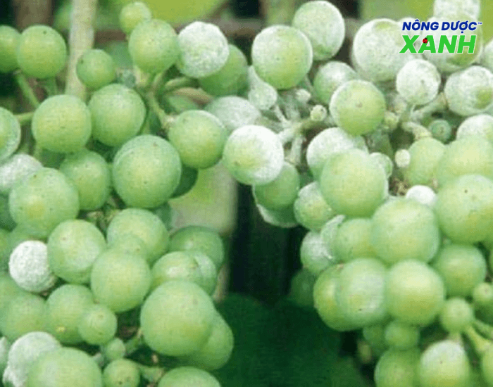 uploads2f20242f082f022fcd5c613e96efd8eef3b388f31acbcfe7f5eabe6f2fbenh-phan-trang-tren-qua-nho benh-phan-trang-tren-qua-nho.png