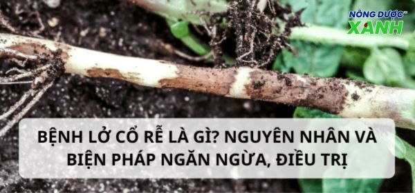 Bệnh lở cổ rễ là gì? Nguyên nhân và biện pháp điều trị