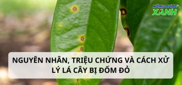 Lá cây bị đốm đỏ nguyên nhân và ảnh hưởng như thế nào?