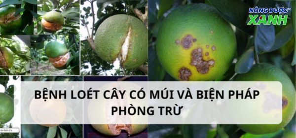 Biện pháp phòng trừ bệnh loét cây có múi hiệu quả nhất