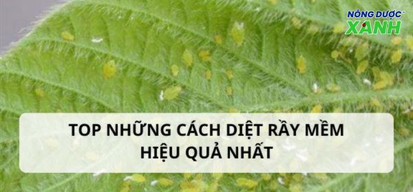Top những cách diệt rầy mềm hiệu quả nhất