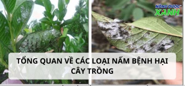 Tổng quan về các loại nấm bệnh hại cây trồng